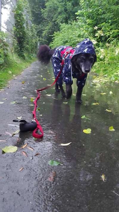 Wie kamst du zu deinem Hund?-Beitrag-Bild