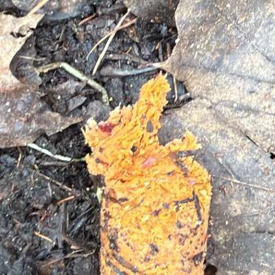 Giftköder-Möglicherweise Giftköder in Karotte-Bild