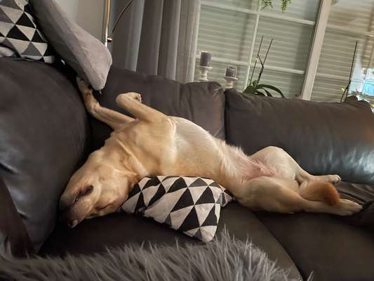 Dogorama Photo Challenge - Wälzen-Beitrag-Bild