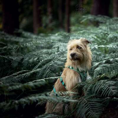 %{de_profession_title}-Standard Shooting-Bild