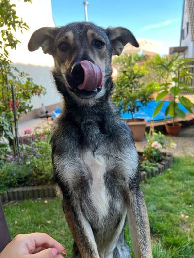 Tongue Out Tuesday-Beitrag-Bild