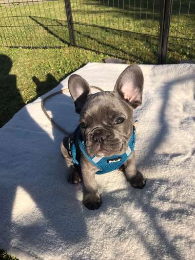 Welpen Bilder !-Beitrag-Bild