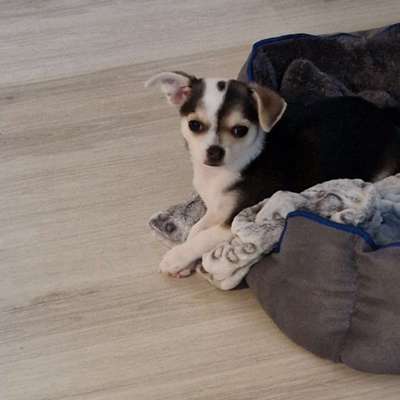 Svantje's Profilbild