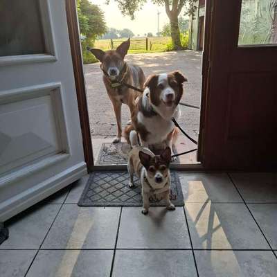 Hundetreffen-Hundetreffen mit verstand-Bild