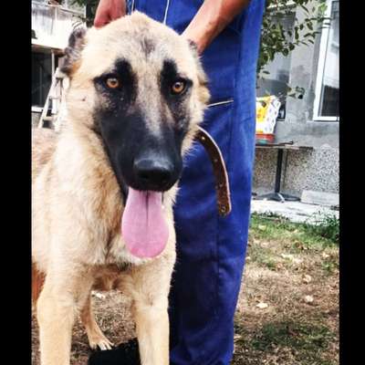 Tierschutzhunde suchen ein Zuhause-Beitrag-Bild