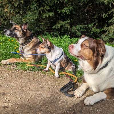 Hundetreffen-Treffen und Trainieren-Bild