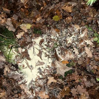 Giftköder-Weiẞes Pulver-Bild