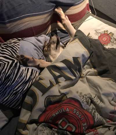 Zeigt mir die lustigsten Schlafpositionen eurer Fellnasen-Beitrag-Bild