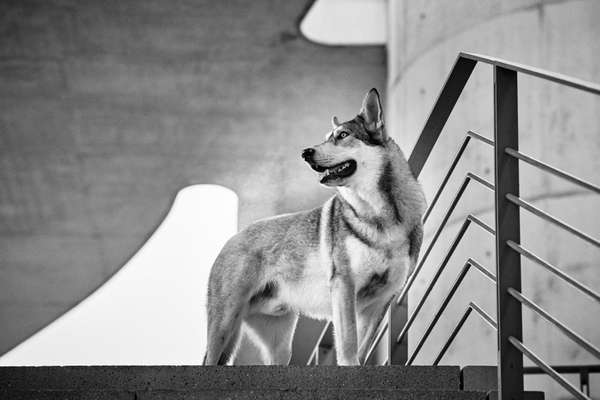 Andere Hundehalter:innen nehmen einen nicht ernst-Beitrag-Bild