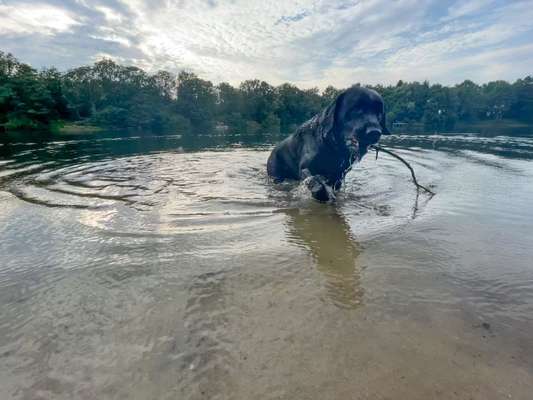 Hundeauslaufgebiet-Haddorfer See-Bild