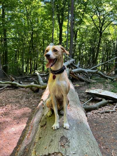 KRITIKOS LAGONIKOS-Beitrag-Bild