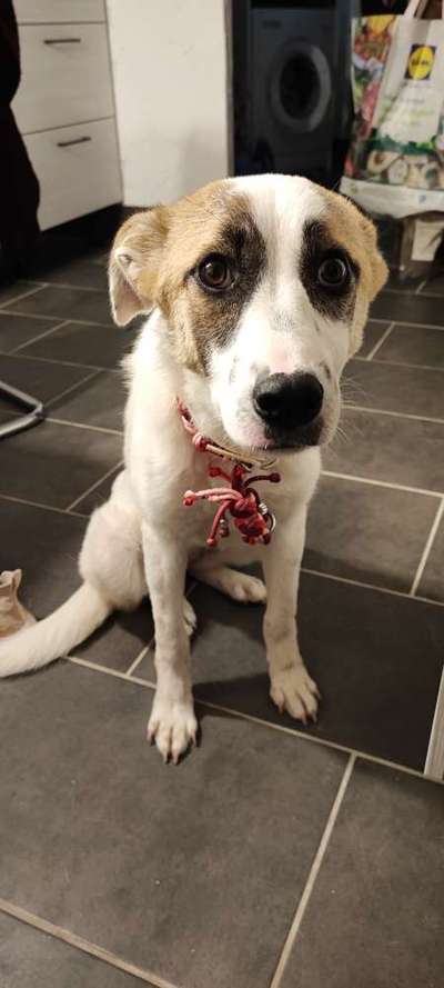 Bettel Blicke-Beitrag-Bild