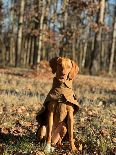 Hundetreffen-Hundefreunde gesucht-Bild