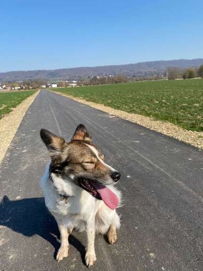 Auslandstierschutz-Beitrag-Bild