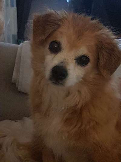 TierschutzhundeStammtisch🐕-Beitrag-Bild