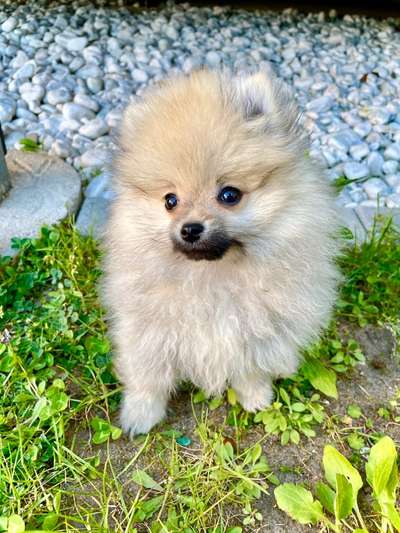 Spitz--Zwergspitz--kleinspitz---mittelspitz----Großspitz--Wolfsspitz-Beitrag-Bild