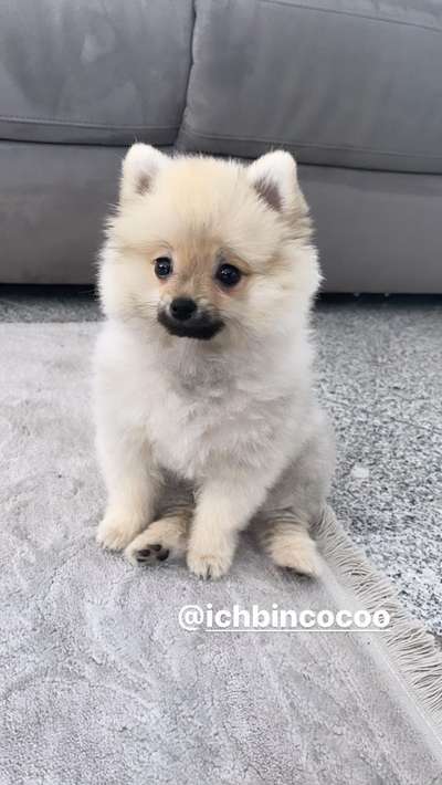 Welpen Bilder !-Beitrag-Bild