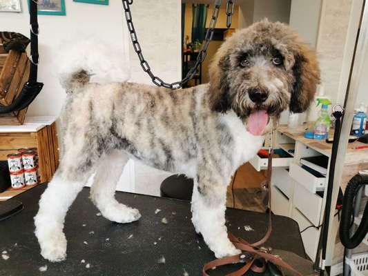 Alles rund um den Pudel-Beitrag-Bild