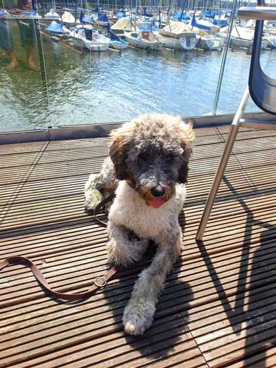 Alles rund um den Pudel-Beitrag-Bild