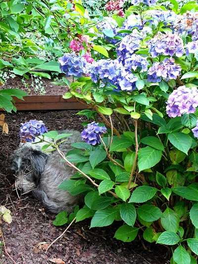 Die Dogorama Kalender Challenge 4/4-Beitrag-Bild