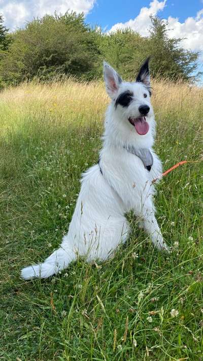 TierschutzhundeStammtisch🐕-Beitrag-Bild