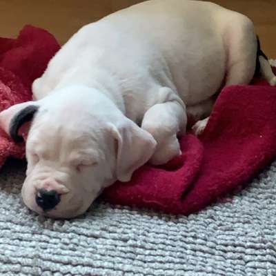 Hundetreffen-Welpen treffen-Bild