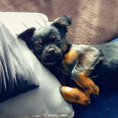 Hundetreffen-Gassi- & Spieltreff