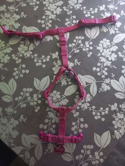 Halsband und geschirr scheuern fell weg-Beitrag-Bild