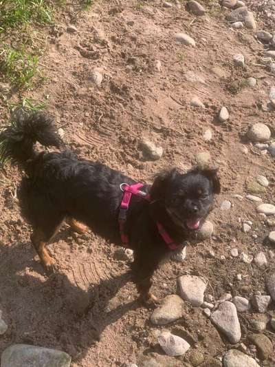 Pekinese/Pekingese-Beitrag-Bild