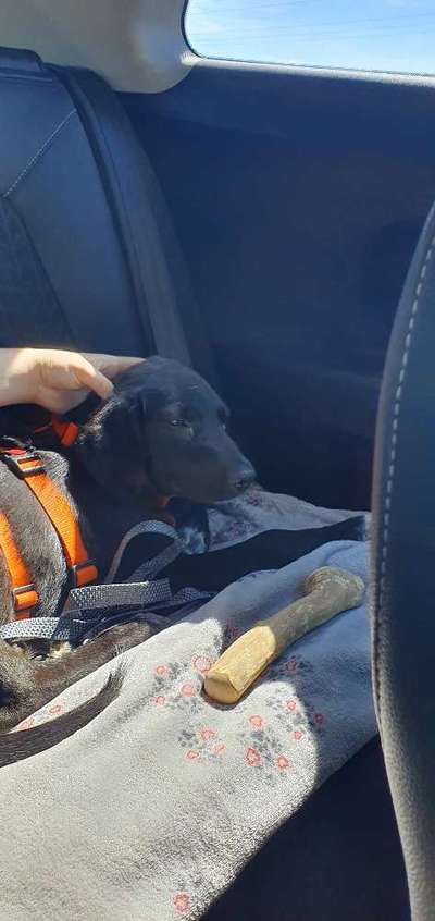 Das erste Bild eures Hundes-Beitrag-Bild