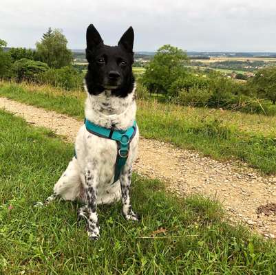 TierschutzhundeStammtisch🐕-Beitrag-Bild