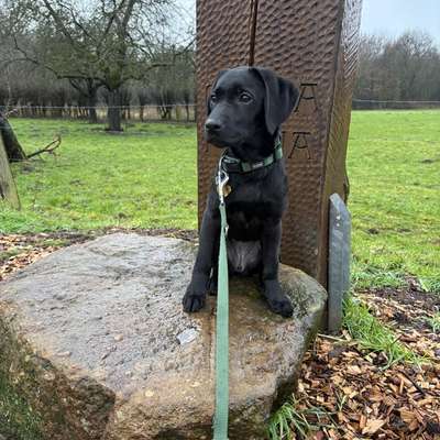 Hundetreffen-Welpentreffen und Sozialisierung-Bild