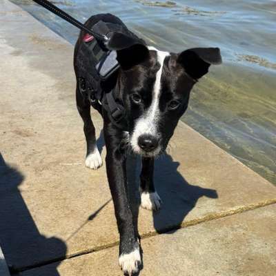 Hundetreffen-Sozialkontakte für jungen Hund-Bild