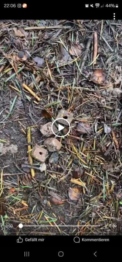 Giftköder-Giftköder in Daverden gesichtet-Bild