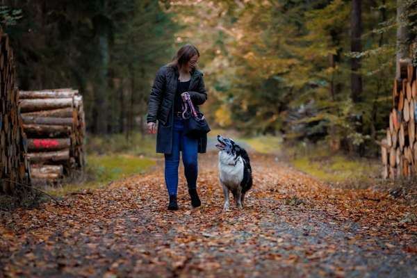 Hundetreffen-Aussie Treffen/Spaziergänge-Bild