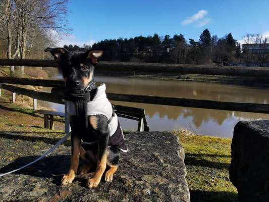 Hundetreffen-Welpen / Hundetreffen in Viersen - Hamm-Bild