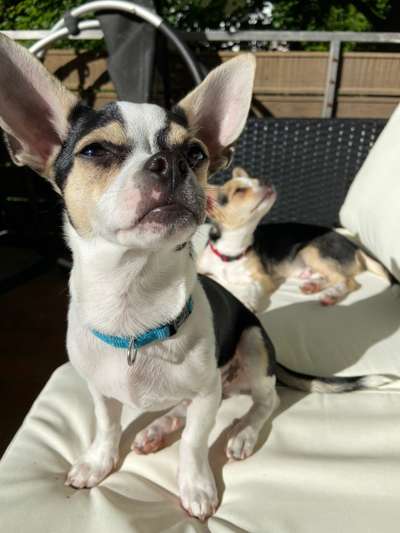 Hundetreffen-Gemeinsame Gassi- und Spielrunde-Bild