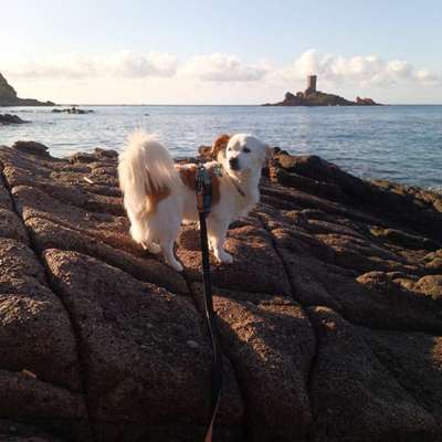 Hundetreffen-Gassirunde in Wolfegg-Bild