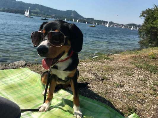 Dogorama-Monats-Challenge-Mai "Wasser"-Beitrag-Bild