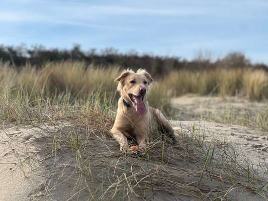 TierschutzhundeStammtisch🐕-Beitrag-Bild