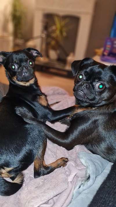 Bester Freund, Hundekumpel - zeigt her!-Beitrag-Bild