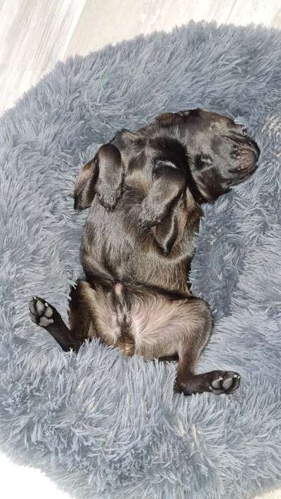 Zeigt mir die lustigsten Schlafpositionen eurer Fellnasen-Beitrag-Bild