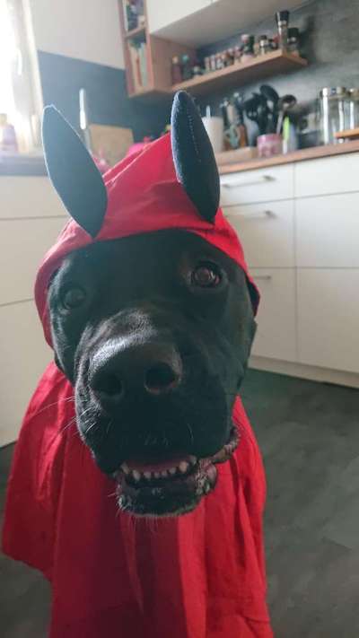 Dogorama Photo Challenge - Tre Chic!-Beitrag-Bild