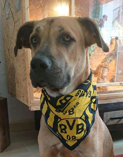 Dogorama Photo Challenge - Tre Chic!-Beitrag-Bild