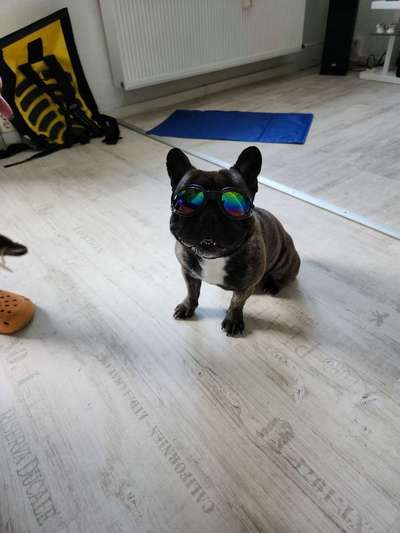 Französische Bulldoggen-Beitrag-Bild