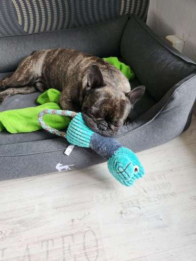 Französische Bulldoggen-Beitrag-Bild