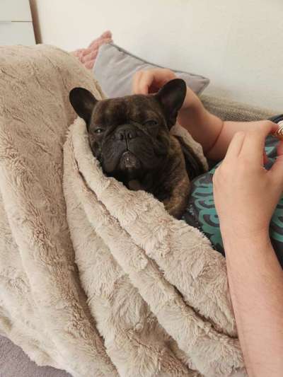 Französische Bulldoggen-Beitrag-Bild