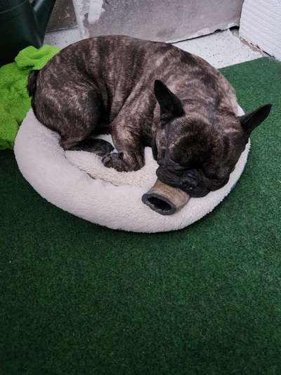 Französische Bulldoggen-Beitrag-Bild