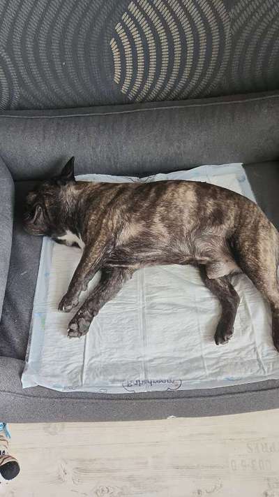 Französische Bulldoggen-Beitrag-Bild