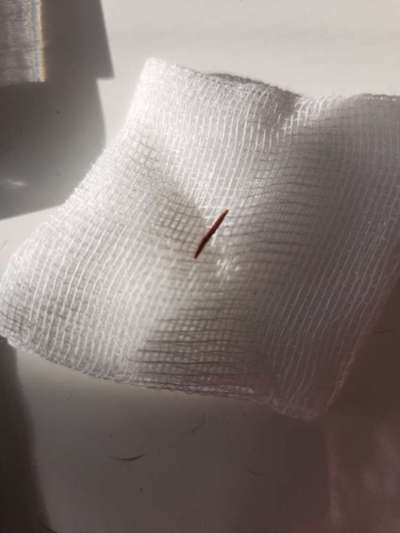 Französische Bulldoggen-Beitrag-Bild